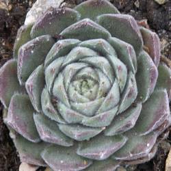 Sempervivum - Dachwurz - Hauswurz